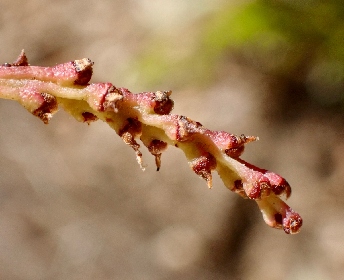 Arctostaphylos rainbowensis