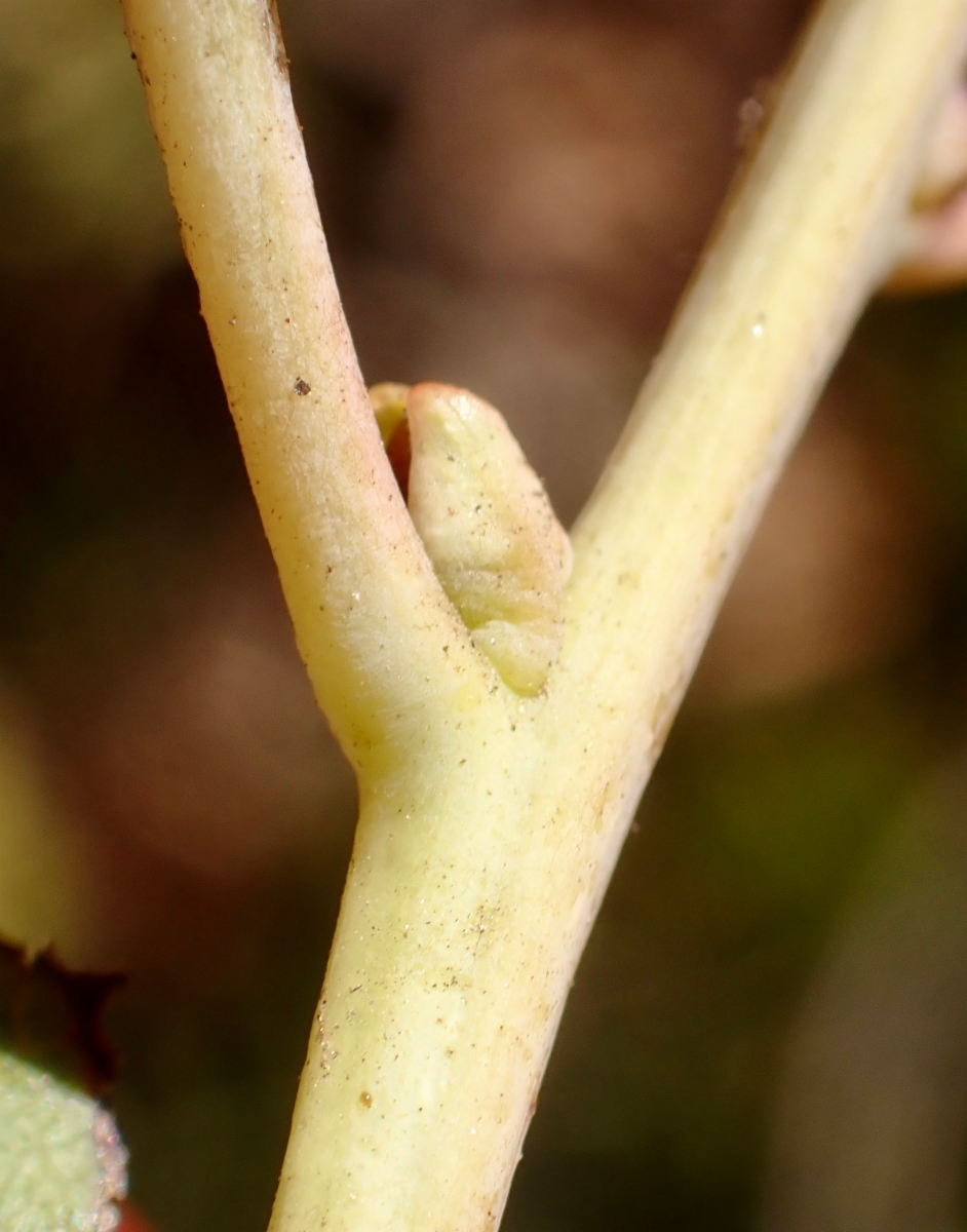 Arctostaphylos rainbowensis