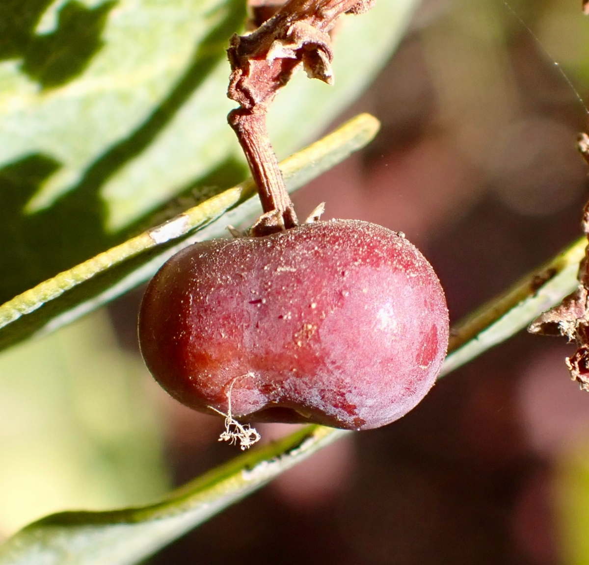 Arctostaphylos rainbowensis