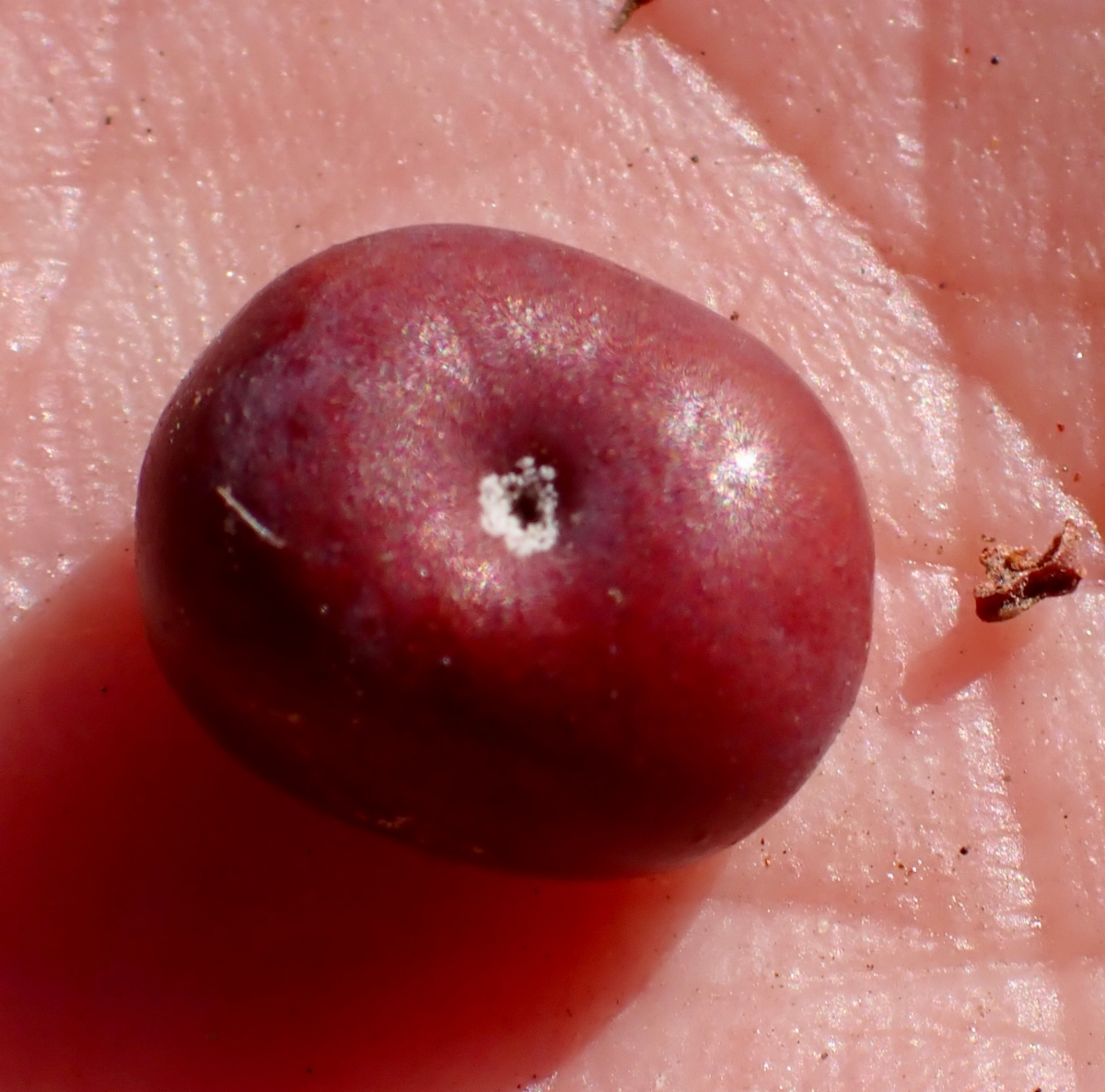 Arctostaphylos rainbowensis