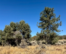 Pinus quadrifolia