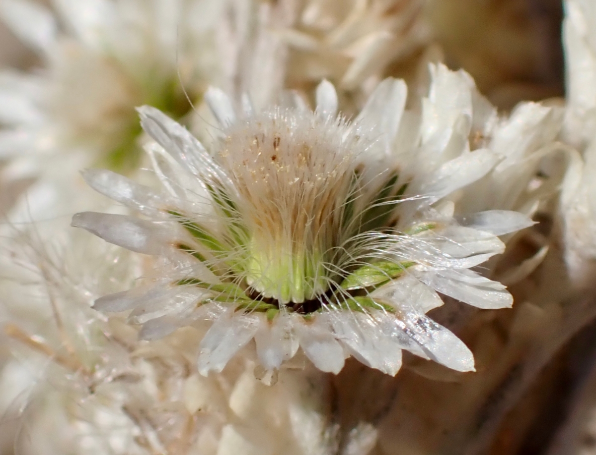 Pseudognaphalium leucocephalum