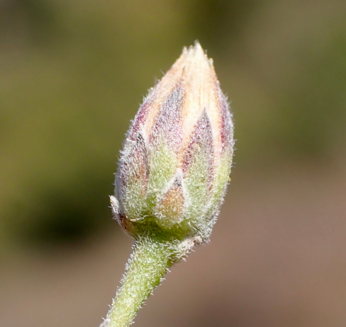 Bebbia juncea var. aspera