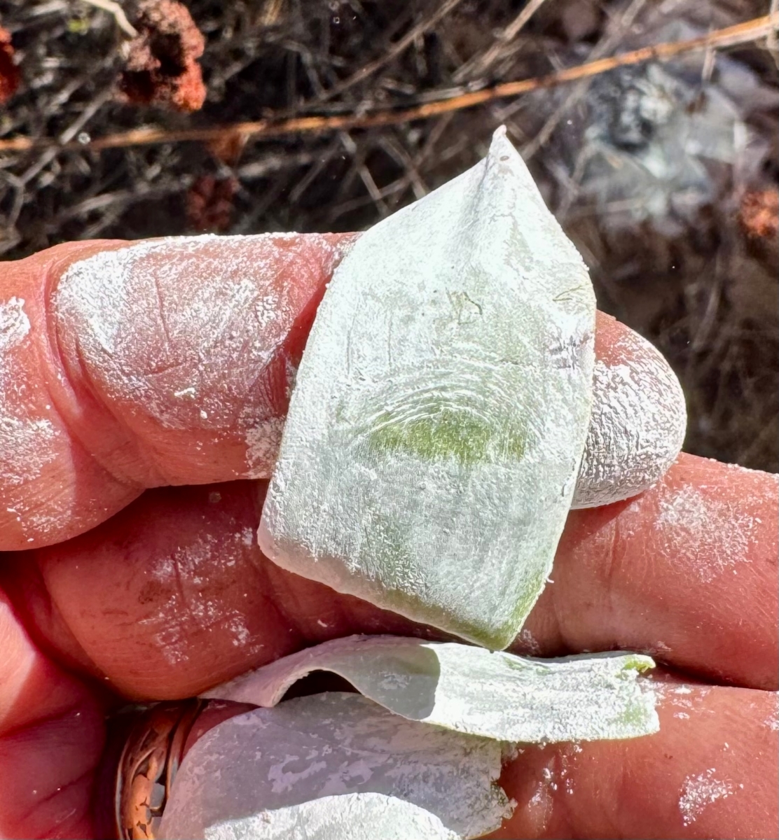 Dudleya pulverulenta