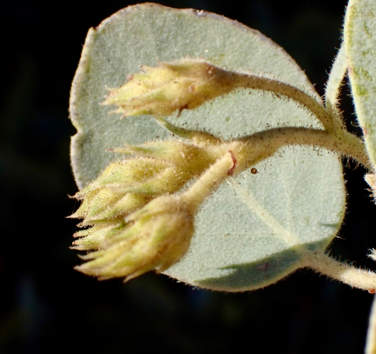 Arctostaphylos glandulosa ssp. adamsii