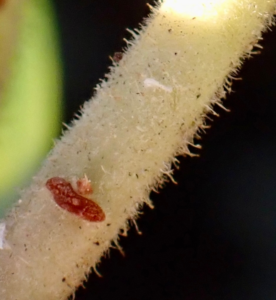 Arctostaphylos glandulosa ssp. adamsii