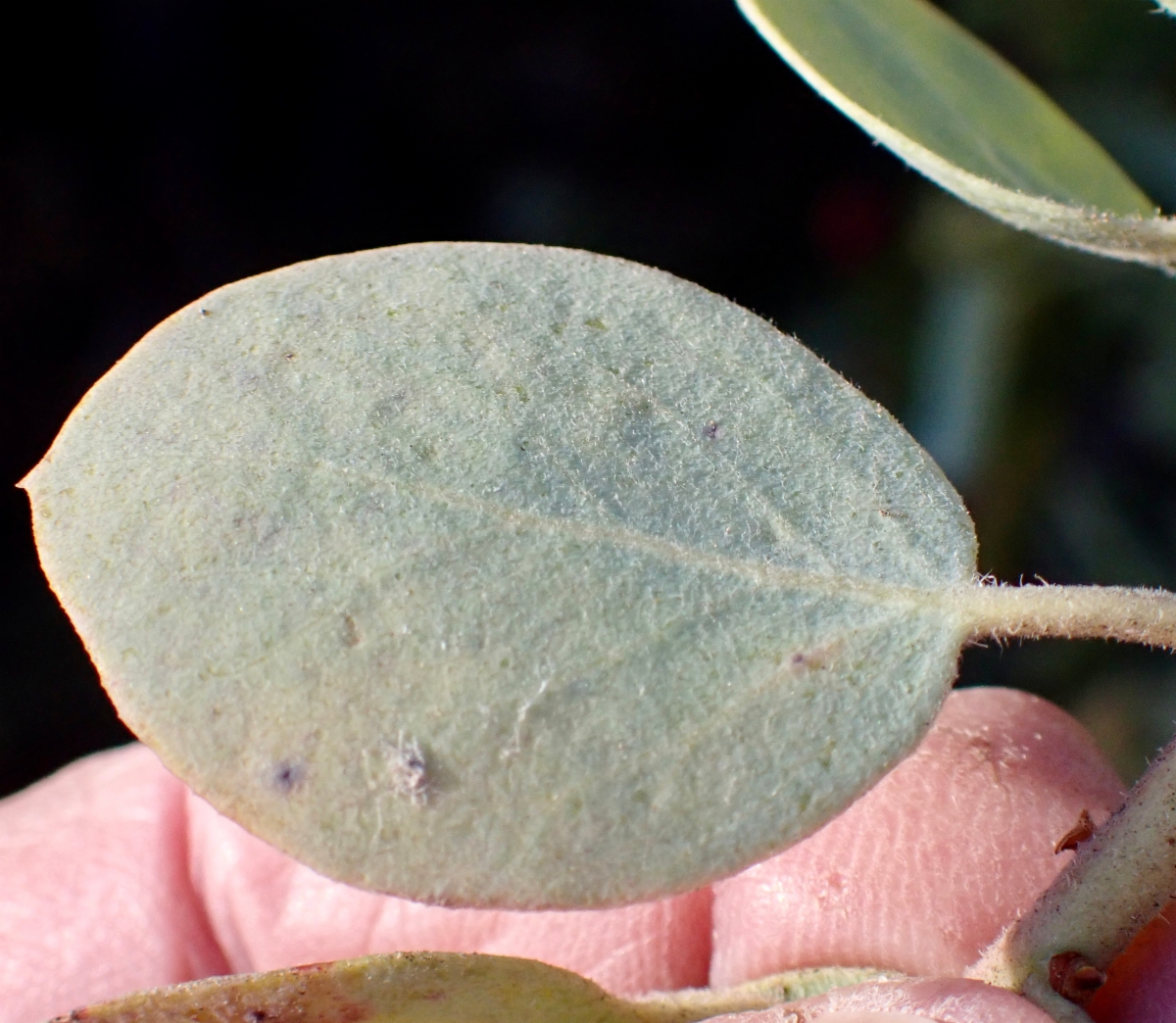 Arctostaphylos glandulosa ssp. adamsii