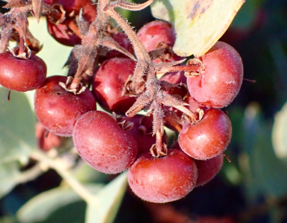 Arctostaphylos glandulosa ssp. adamsii