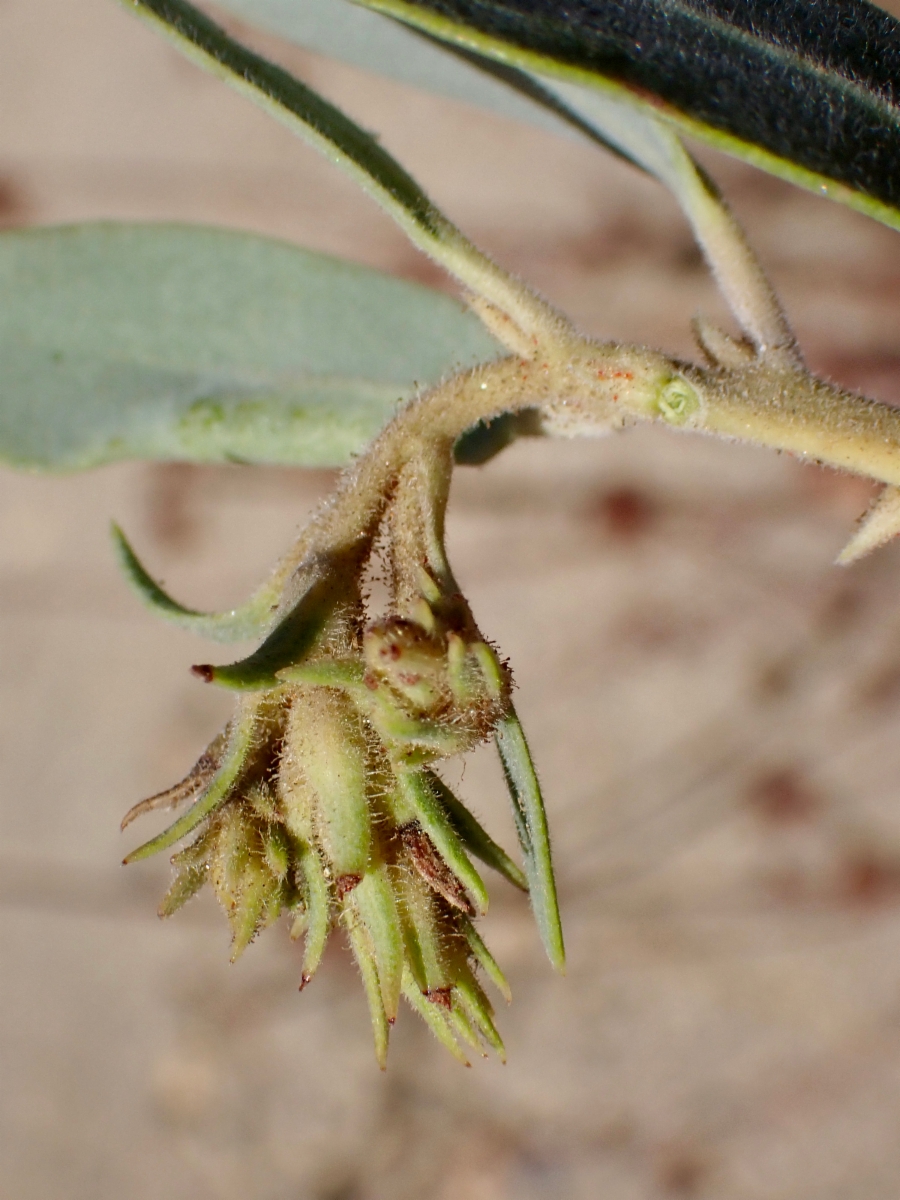 Arctostaphylos glandulosa ssp. adamsii