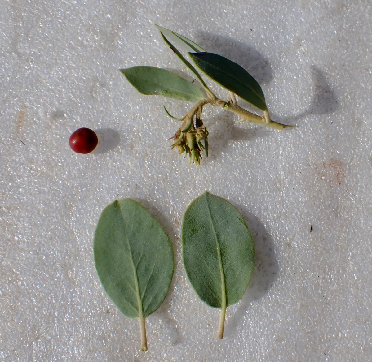 Arctostaphylos glandulosa ssp. adamsii