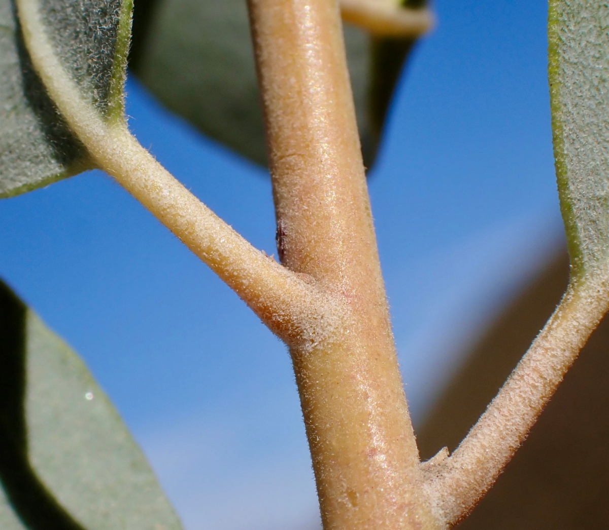 Arctostaphylos glandulosa ssp. adamsii