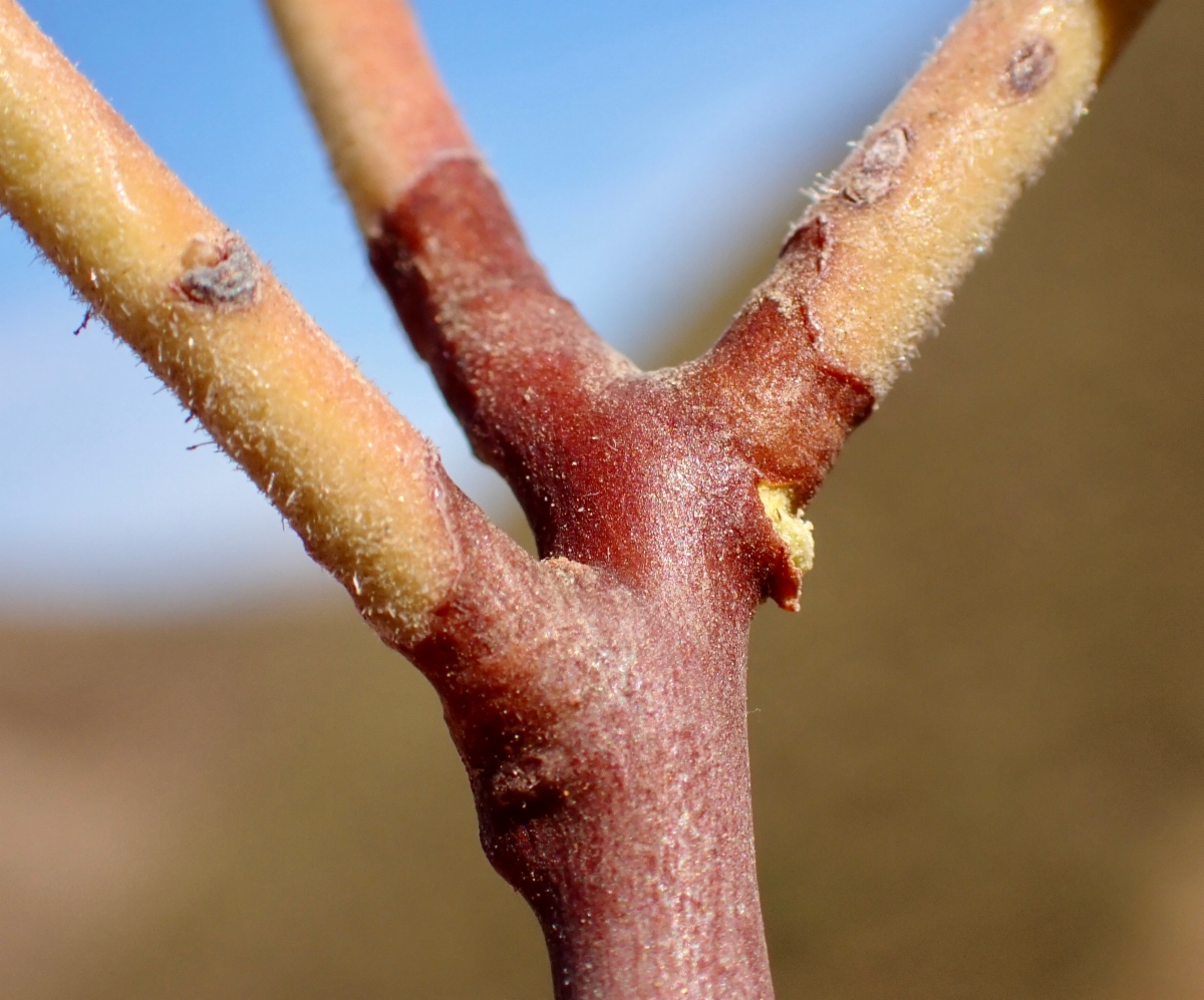 Arctostaphylos glandulosa ssp. adamsii