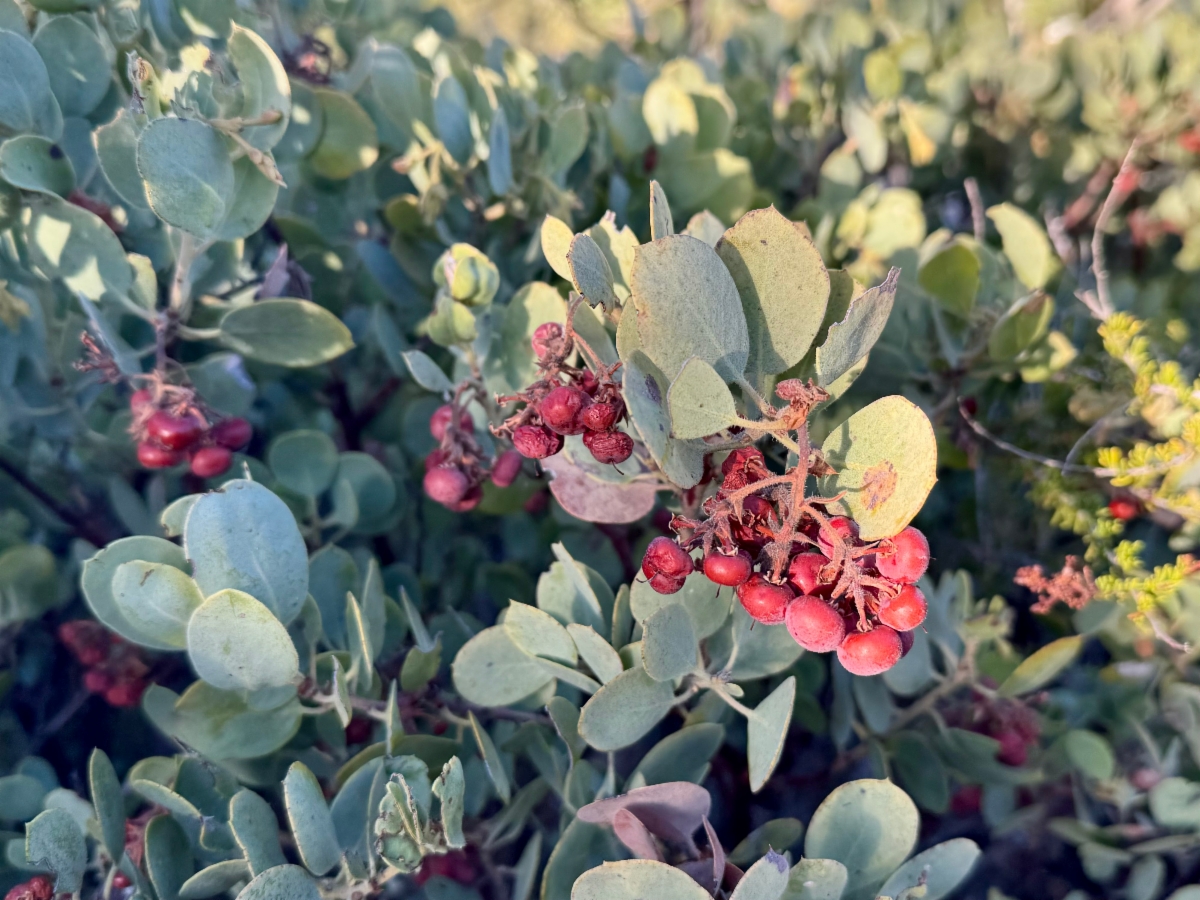 Arctostaphylos glandulosa ssp. adamsii