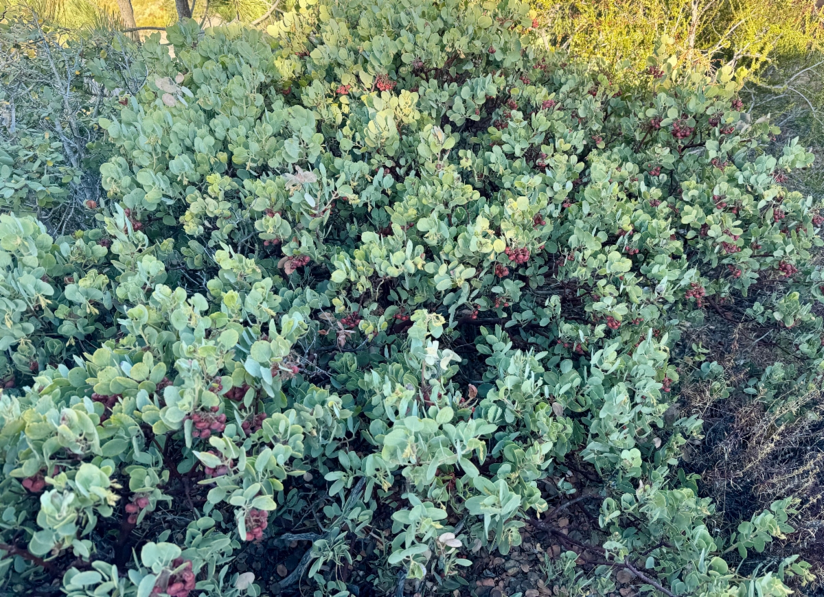 Arctostaphylos glandulosa ssp. adamsii