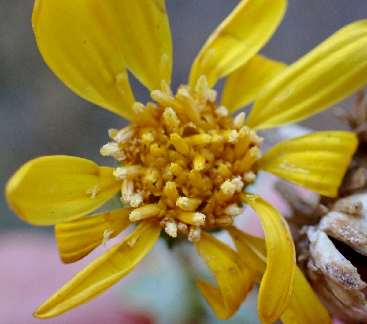 Grindelia hallii