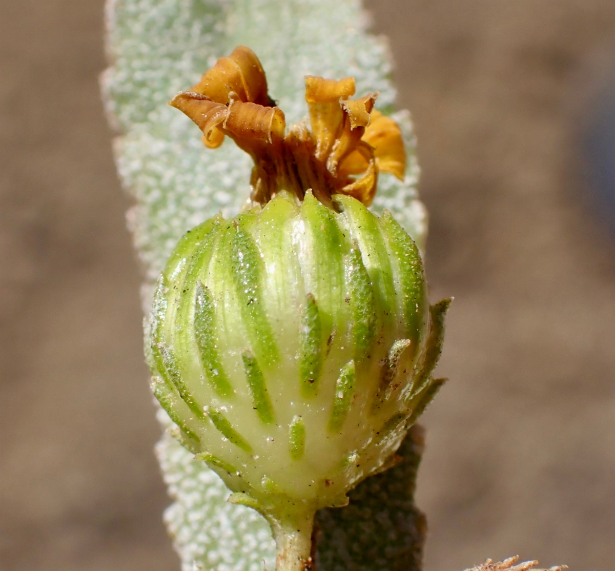 Grindelia hallii