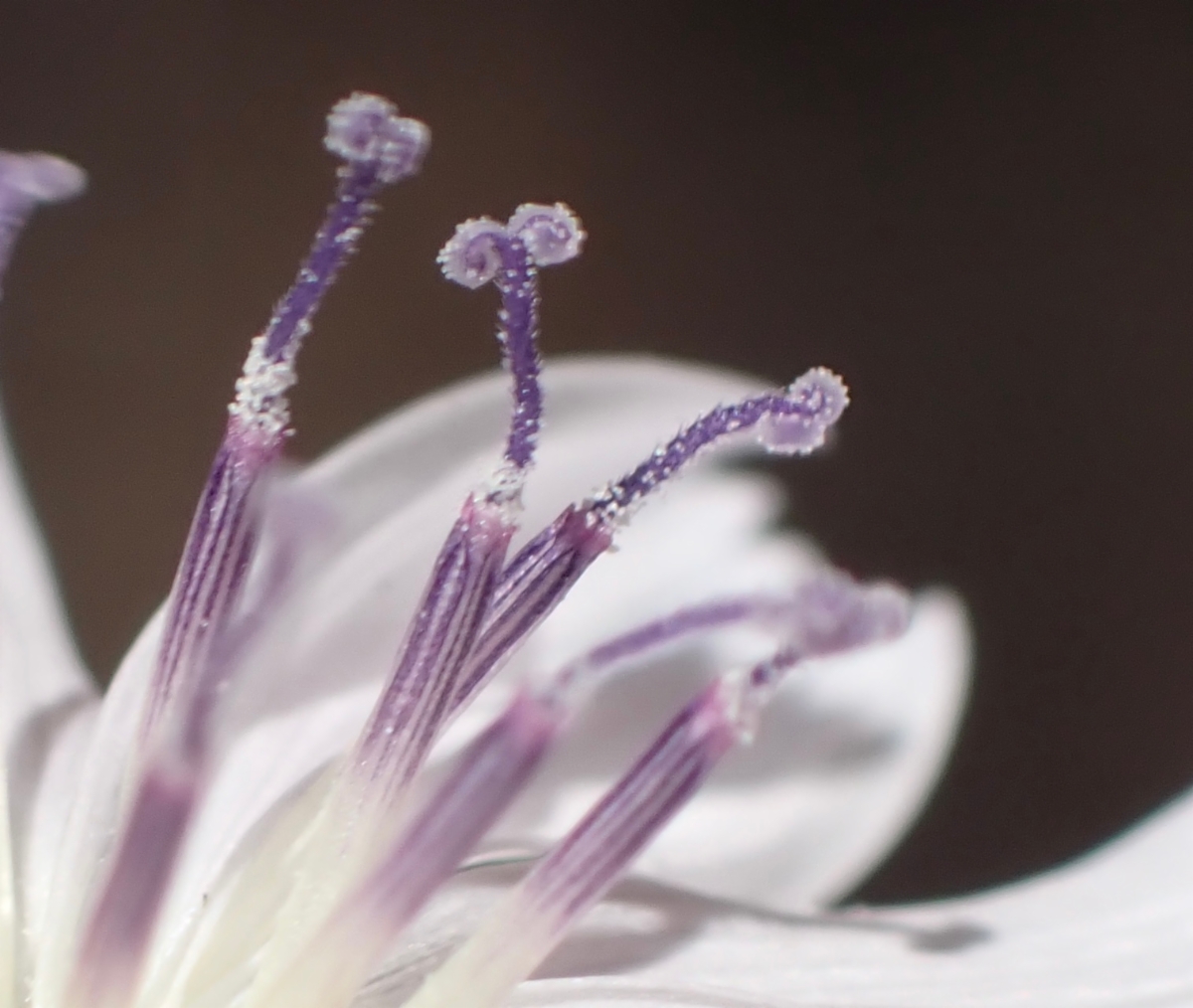 Stephanomeria diegensis