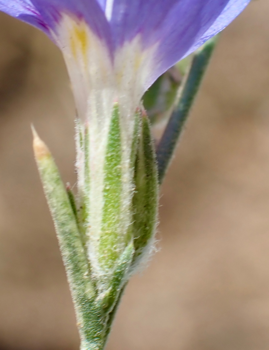 Eriastrum sapphirinum