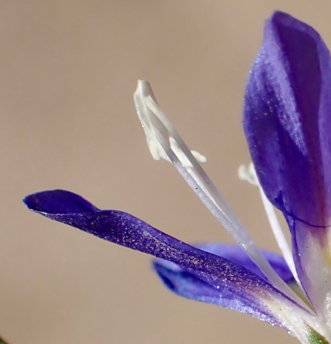 Eriastrum sapphirinum