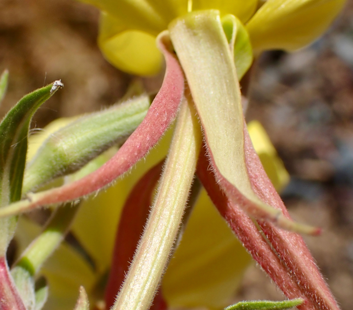 Oenothera elata ssp. hirsutissima