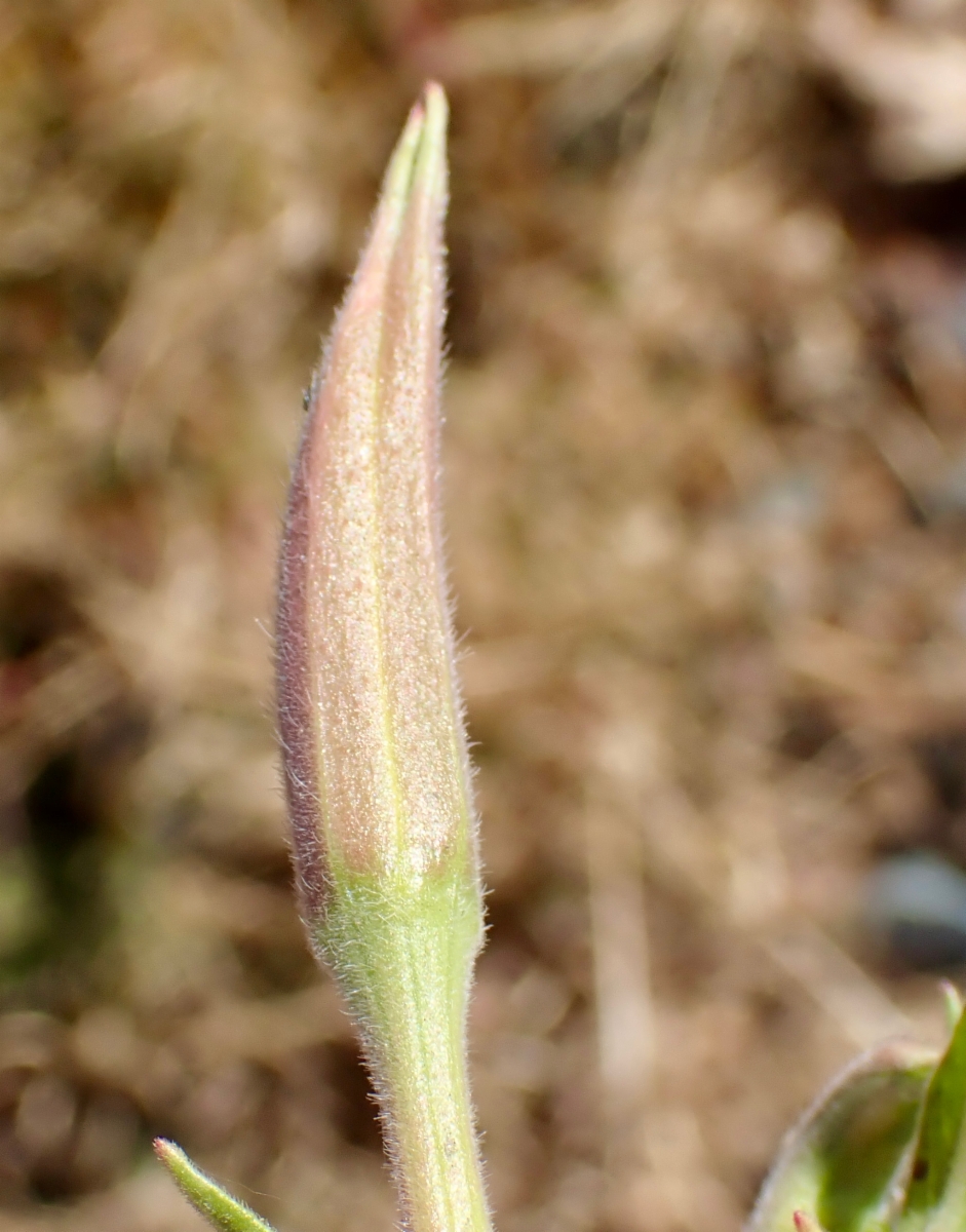 Oenothera elata ssp. hirsutissima