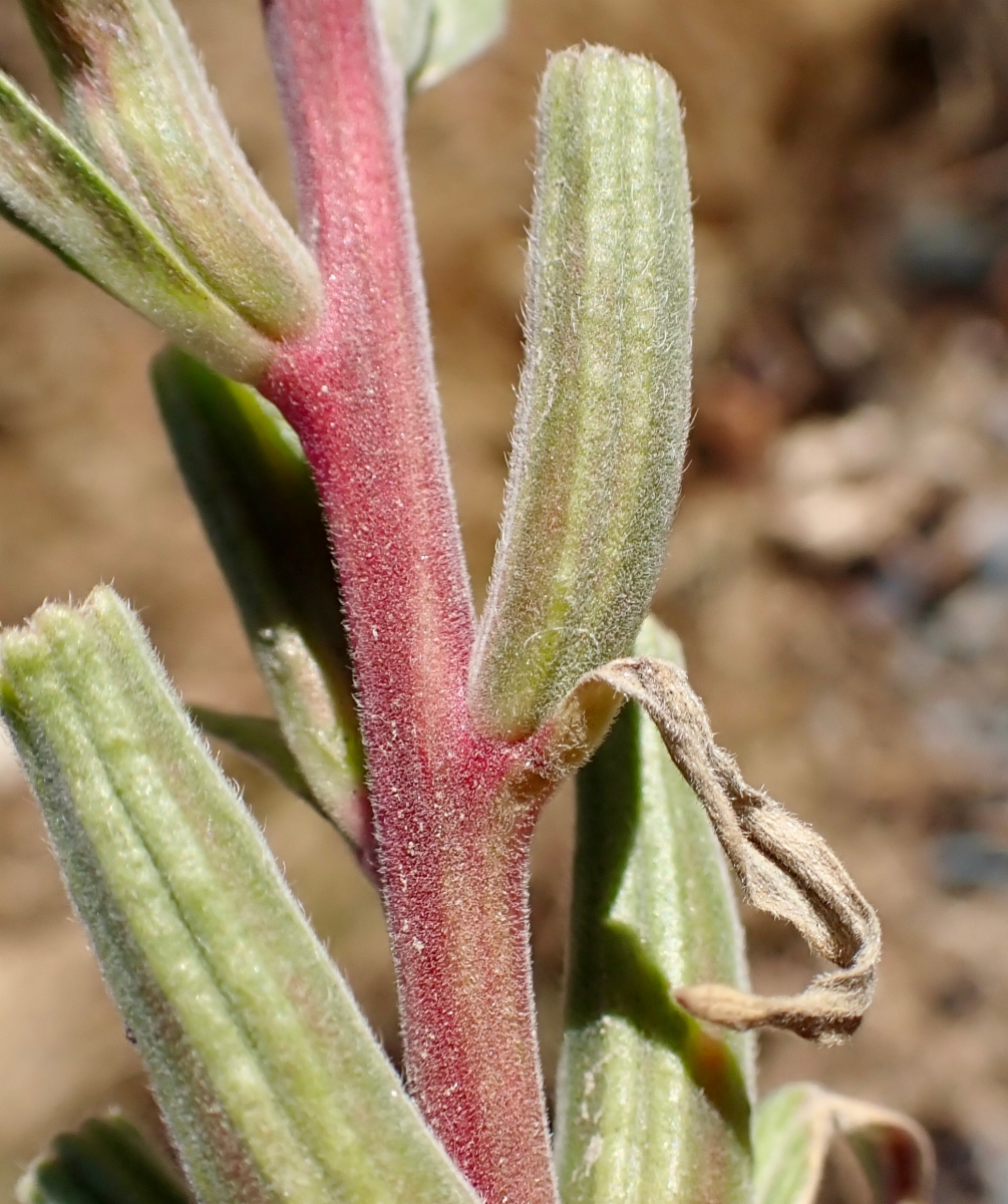 Oenothera elata ssp. hirsutissima