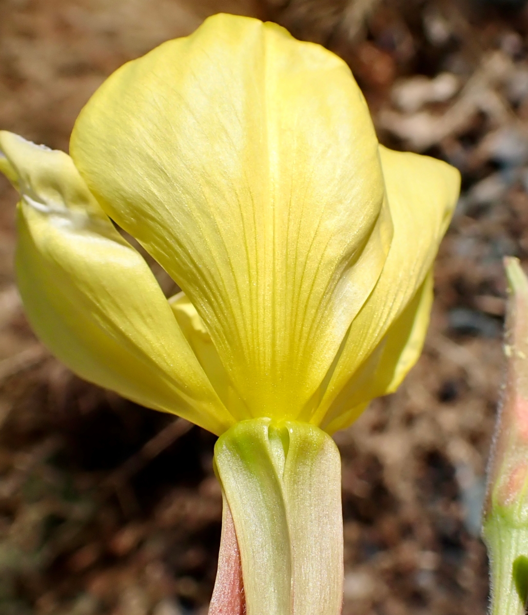 Oenothera elata ssp. hirsutissima