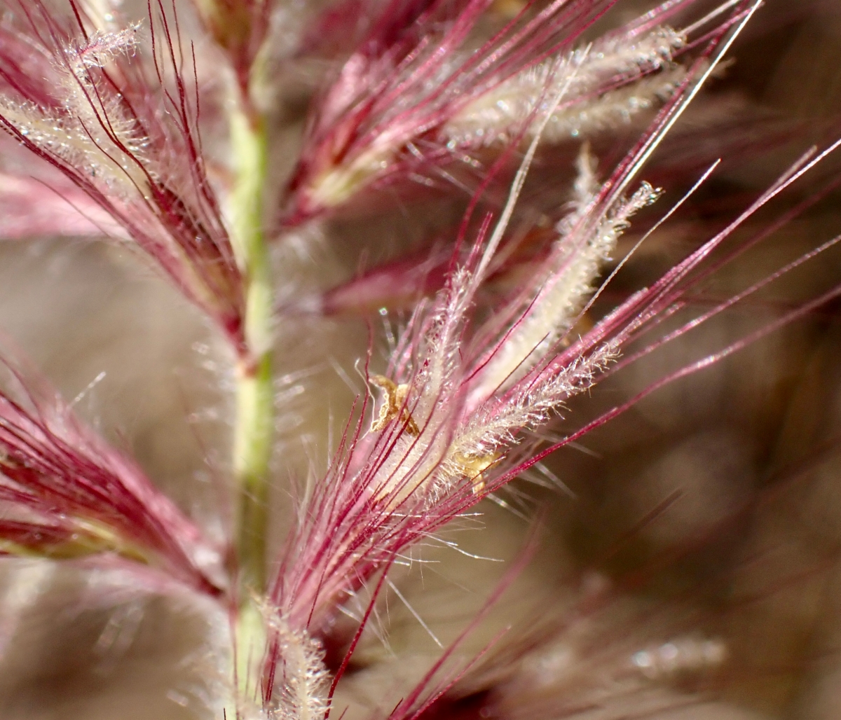 Pennisetum setaceum