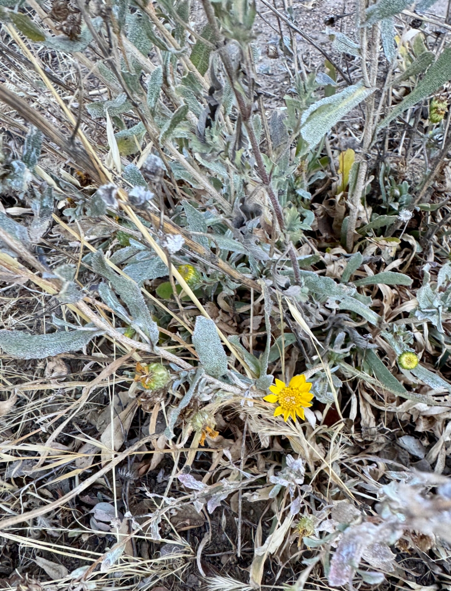 Grindelia hallii