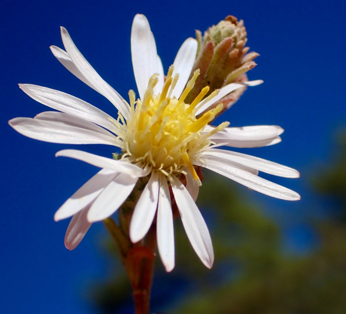 Symphyotrichum defoliatum