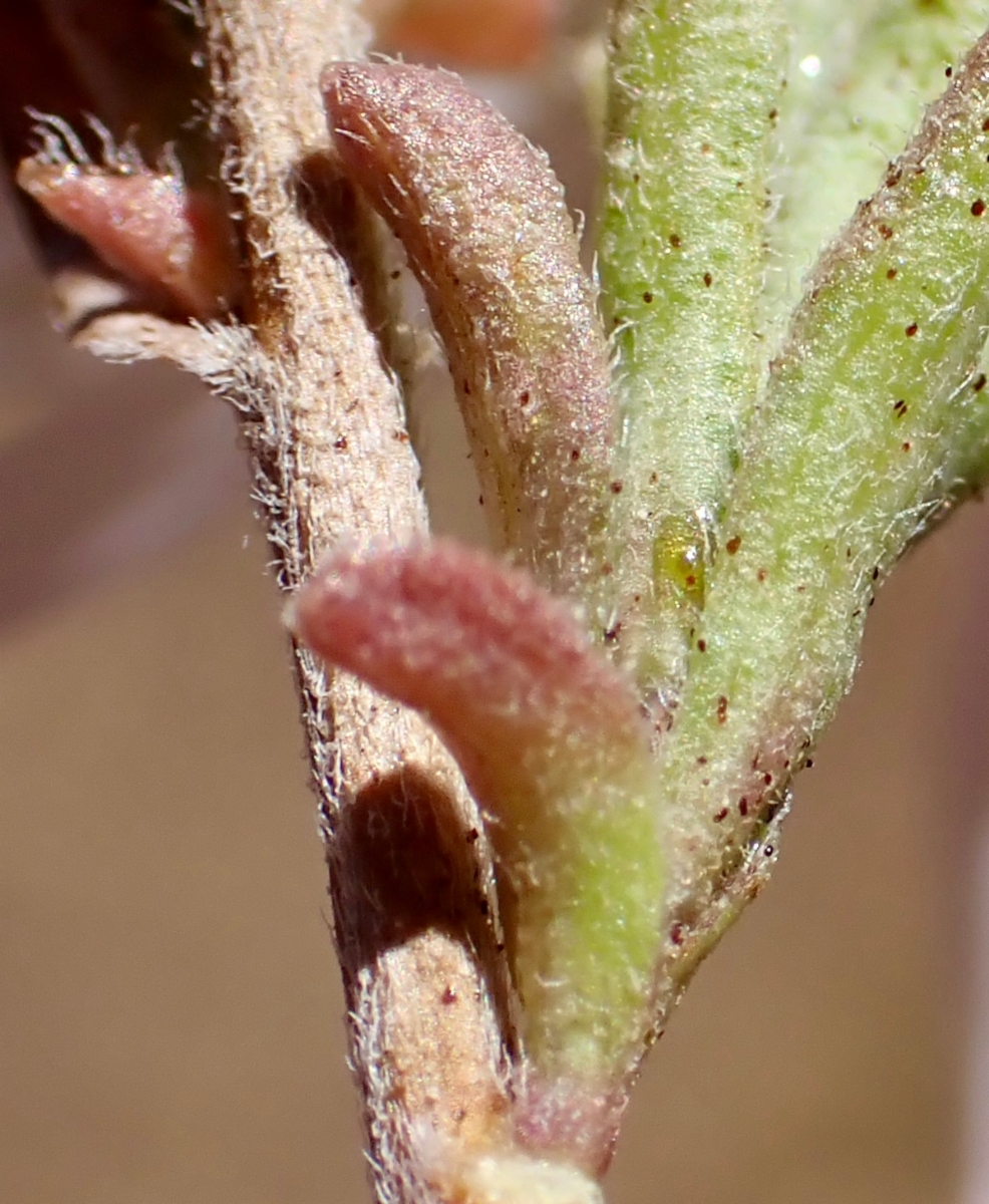 Symphyotrichum defoliatum