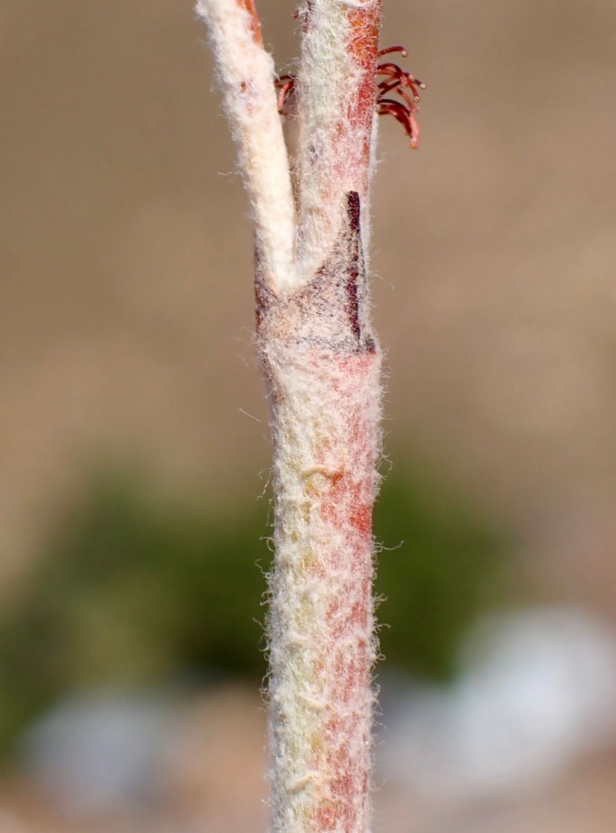 Eriogonum elongatum var. elongatum