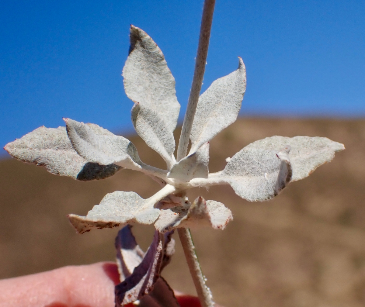 Eriogonum elongatum var. elongatum