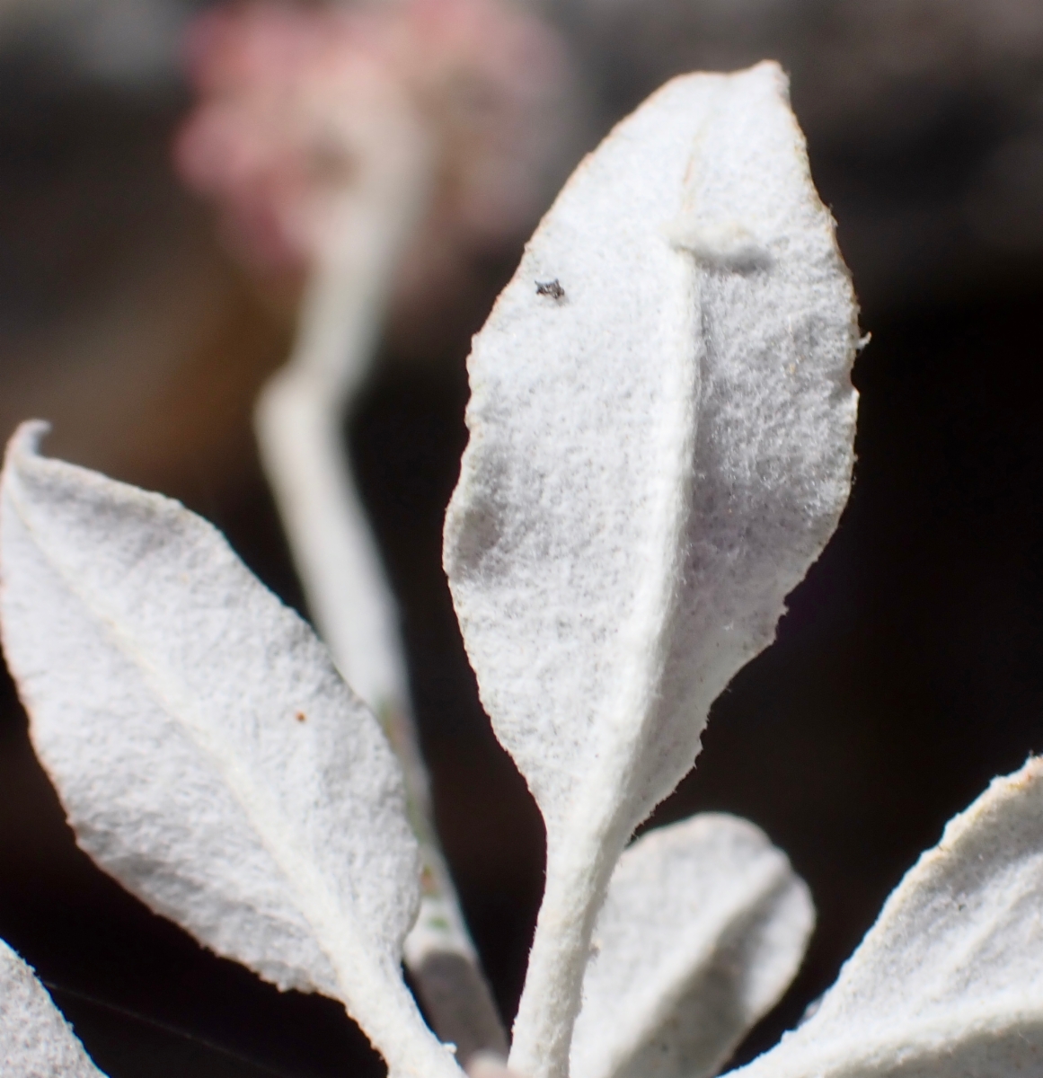 Eriogonum elongatum var. elongatum