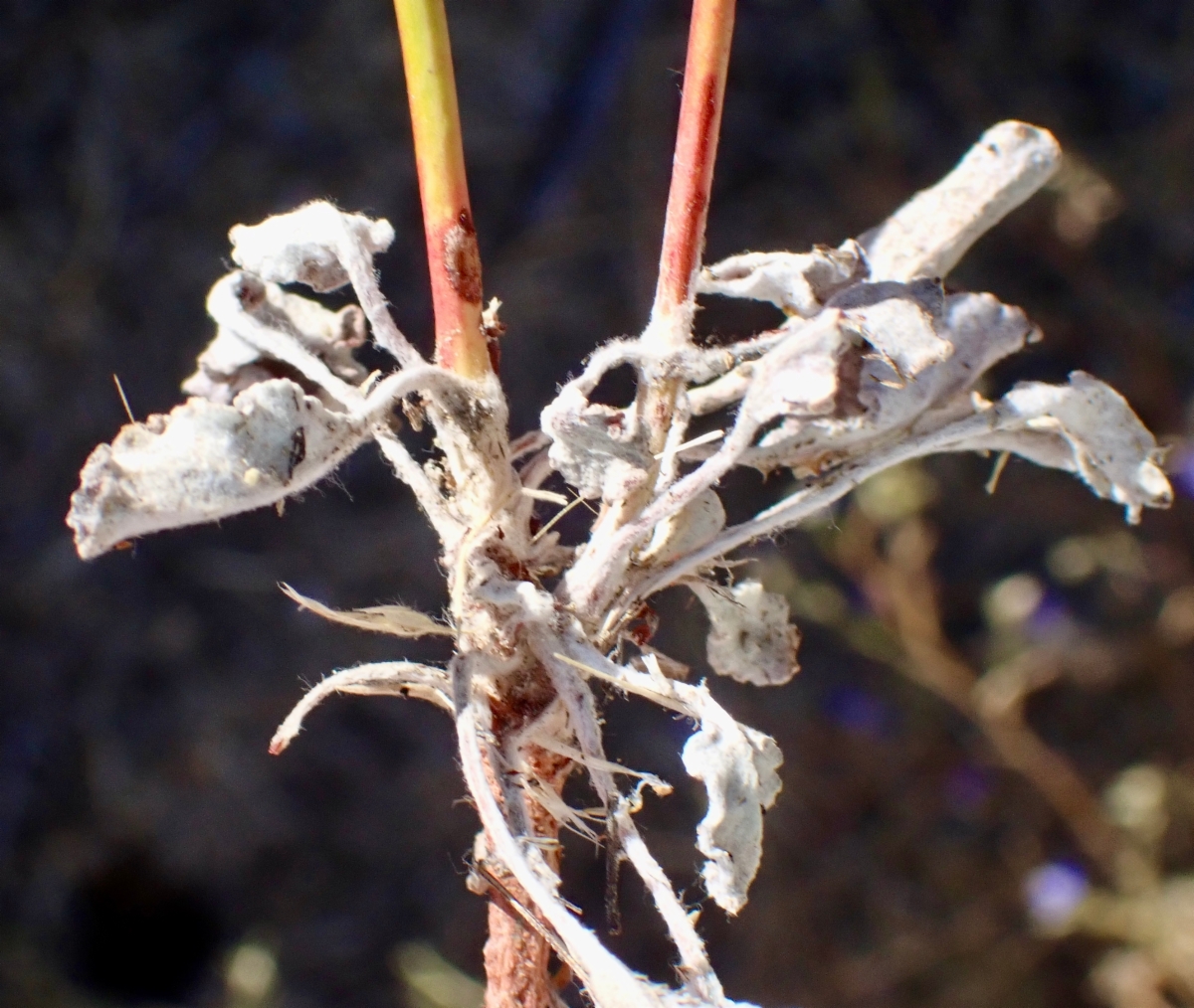 Eriogonum davidsonii