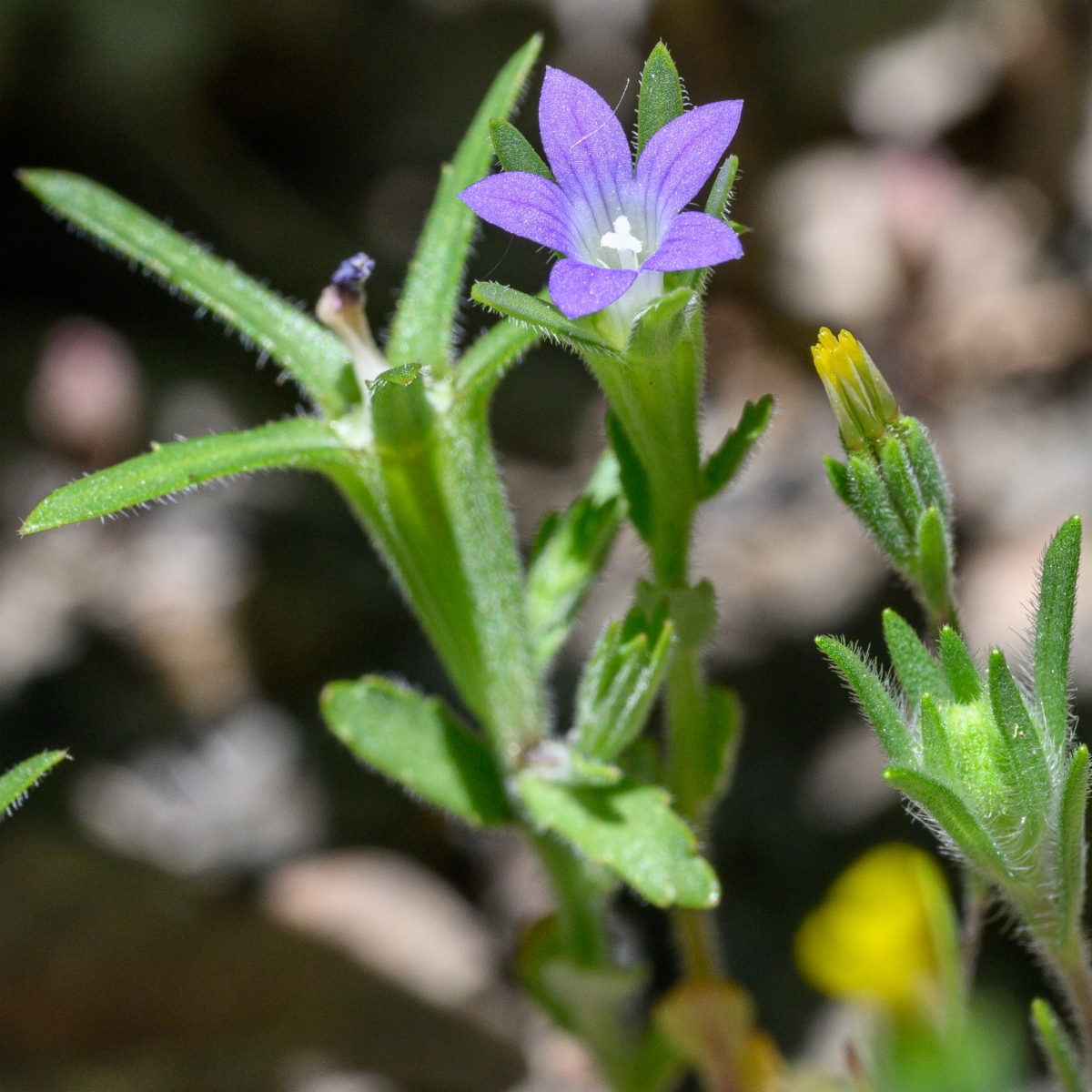 Githopsis specularioides