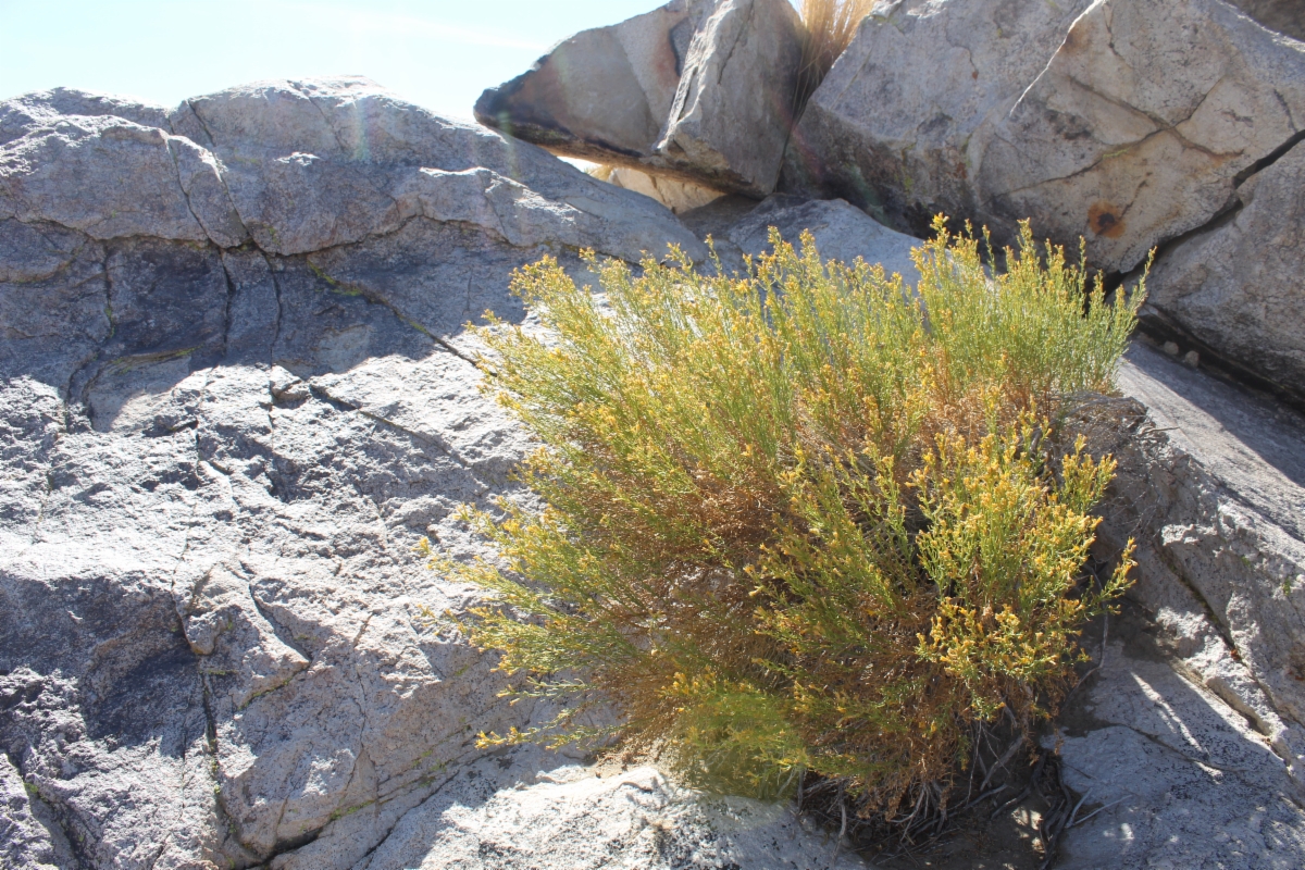 Ericameria teretifolia