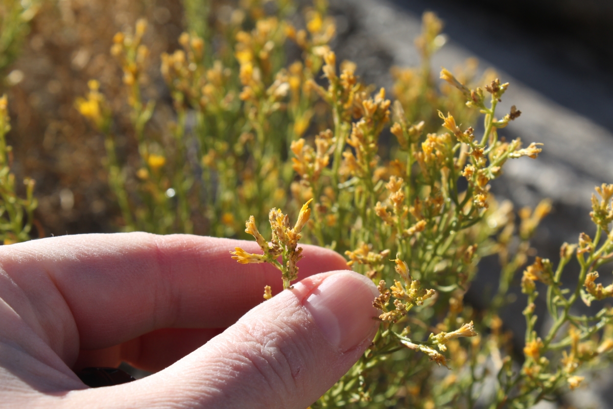 Ericameria teretifolia