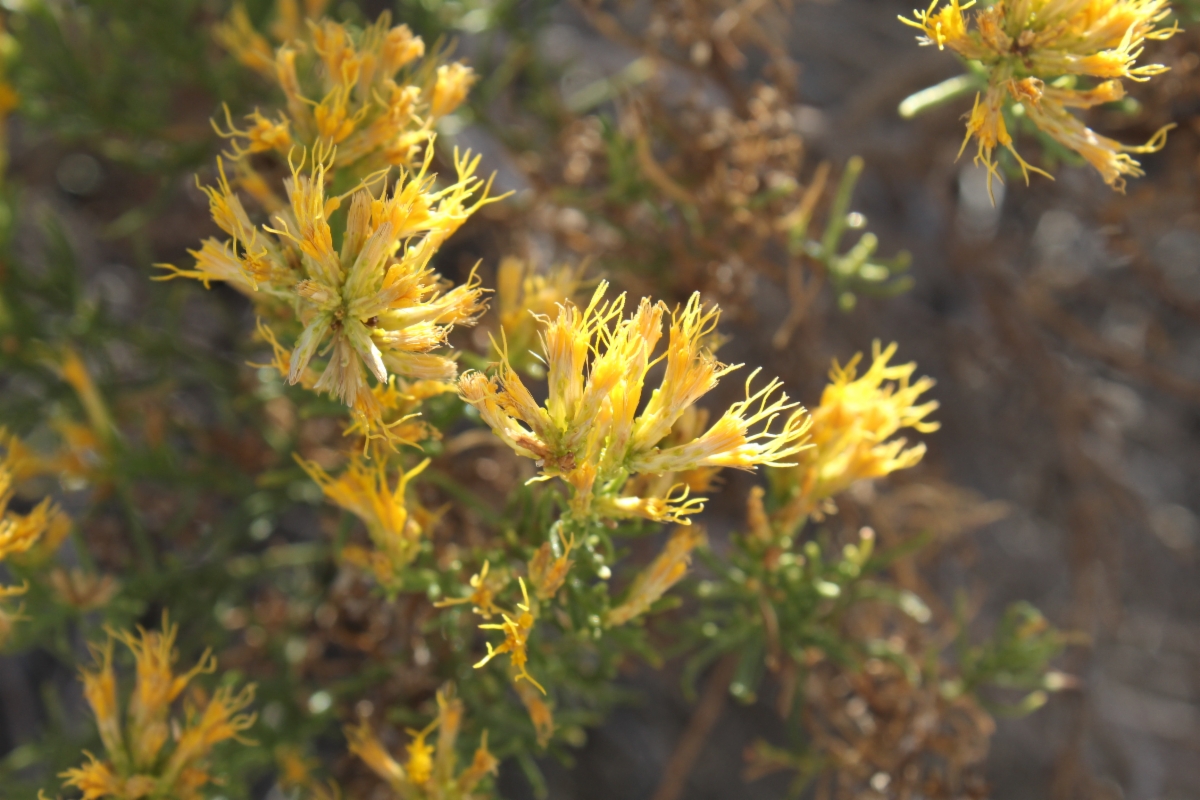 Ericameria teretifolia