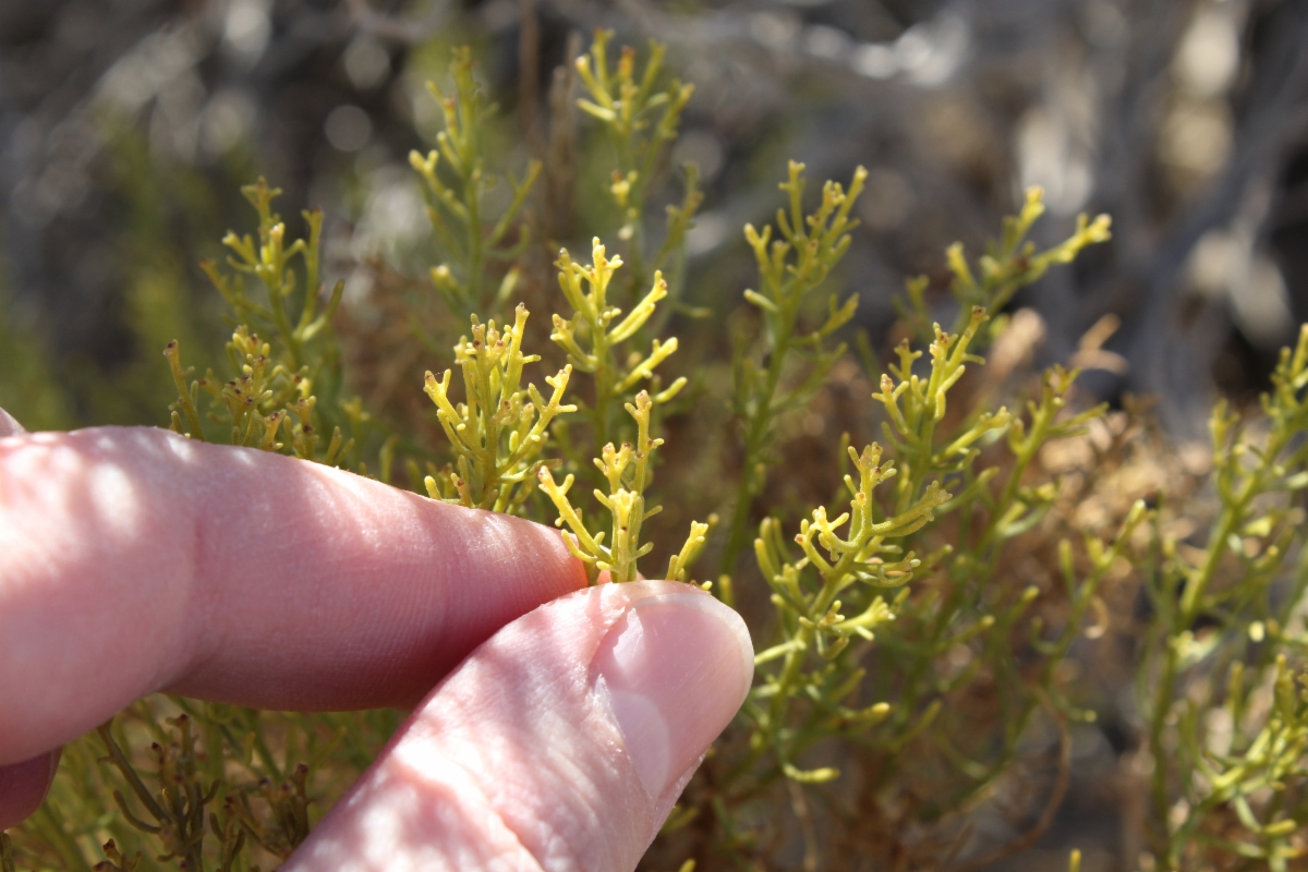 Ericameria laricifolia