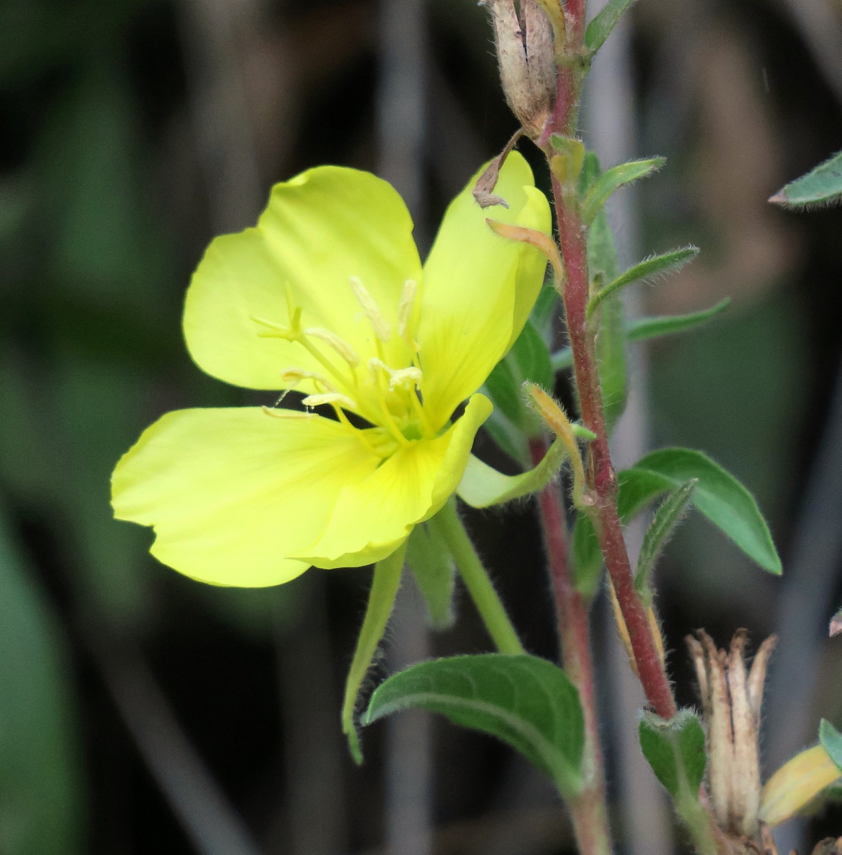 Oenothera elata