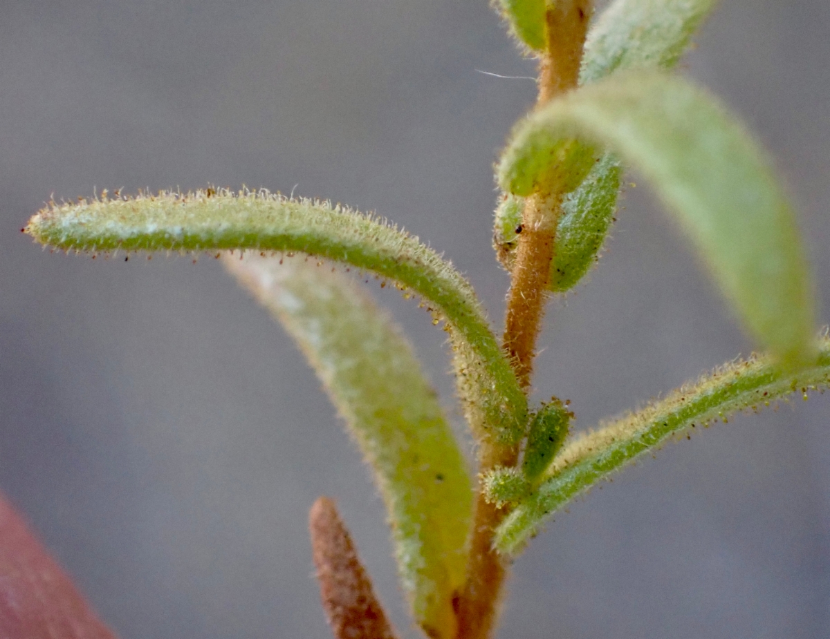 Deinandra floribunda