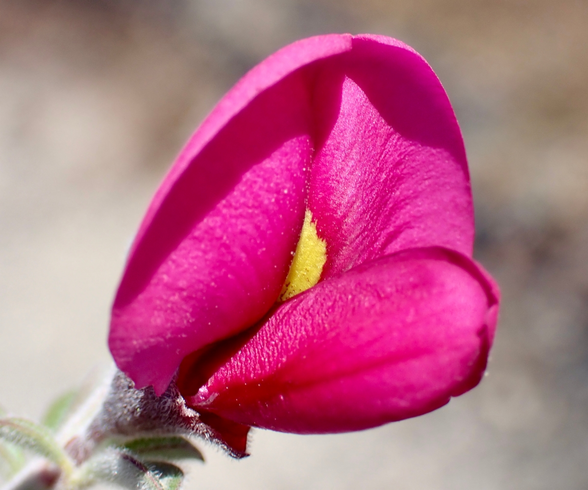 Pickeringia montana var. tomentosa