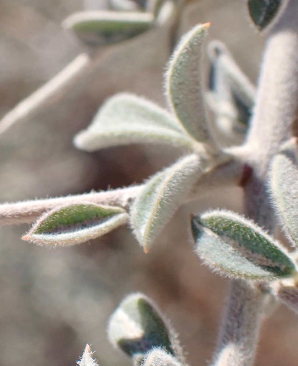 Pickeringia montana var. tomentosa