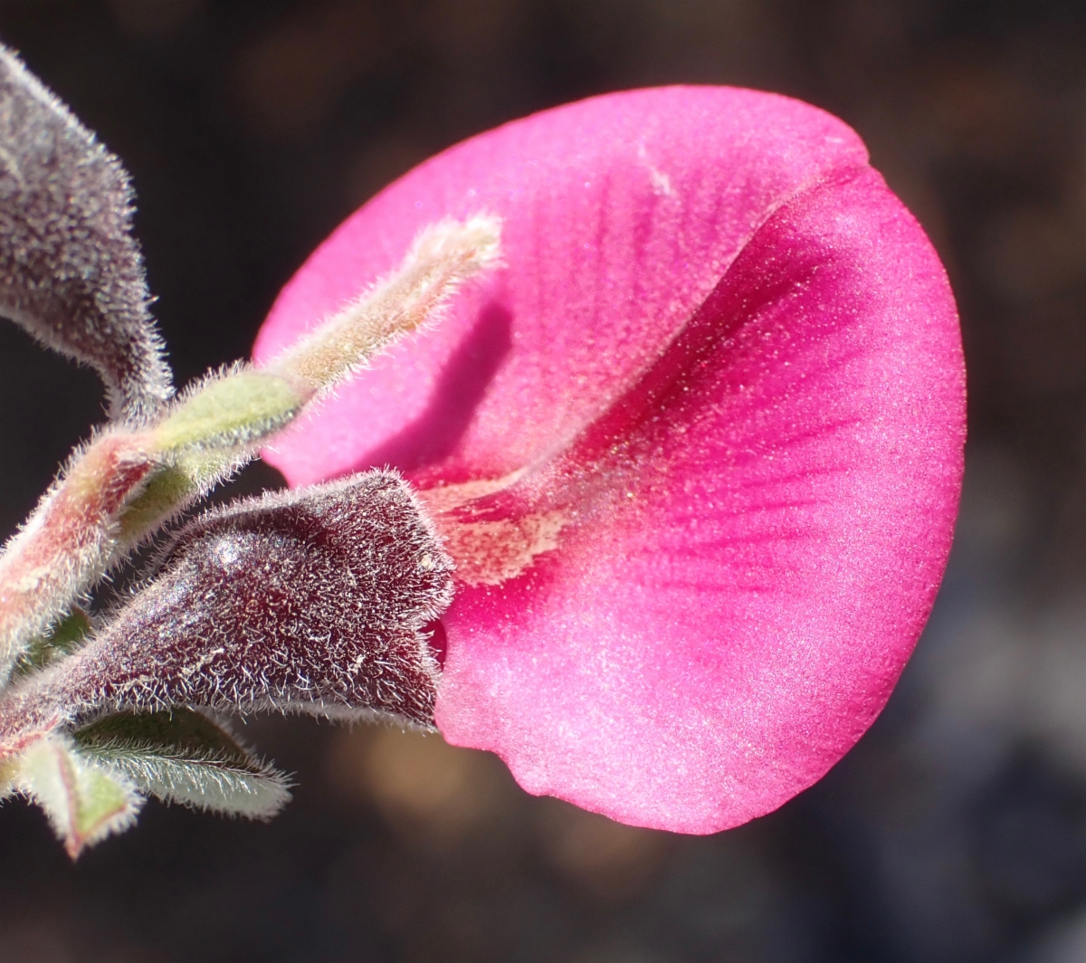 Pickeringia montana var. tomentosa