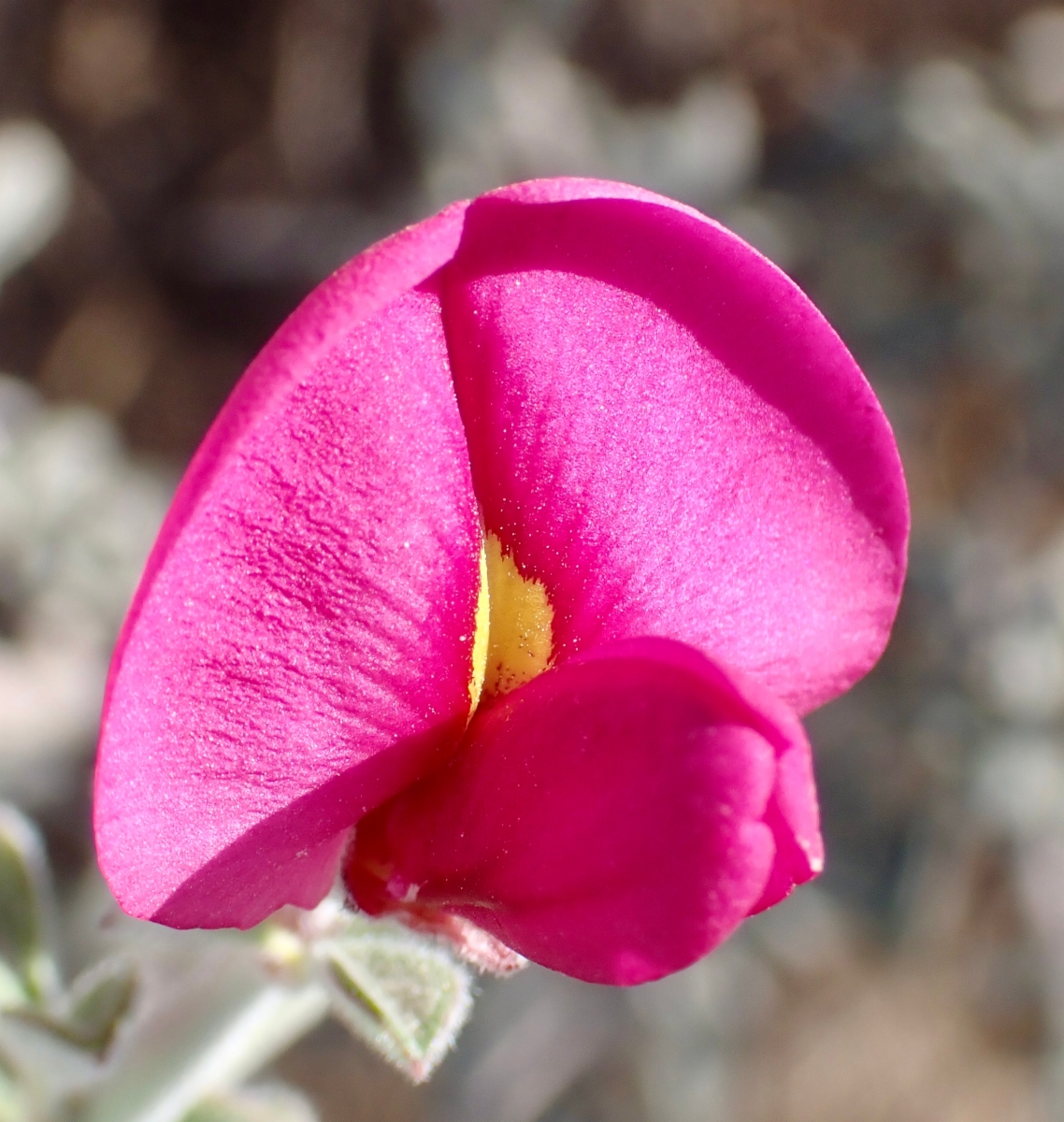 Pickeringia montana var. tomentosa