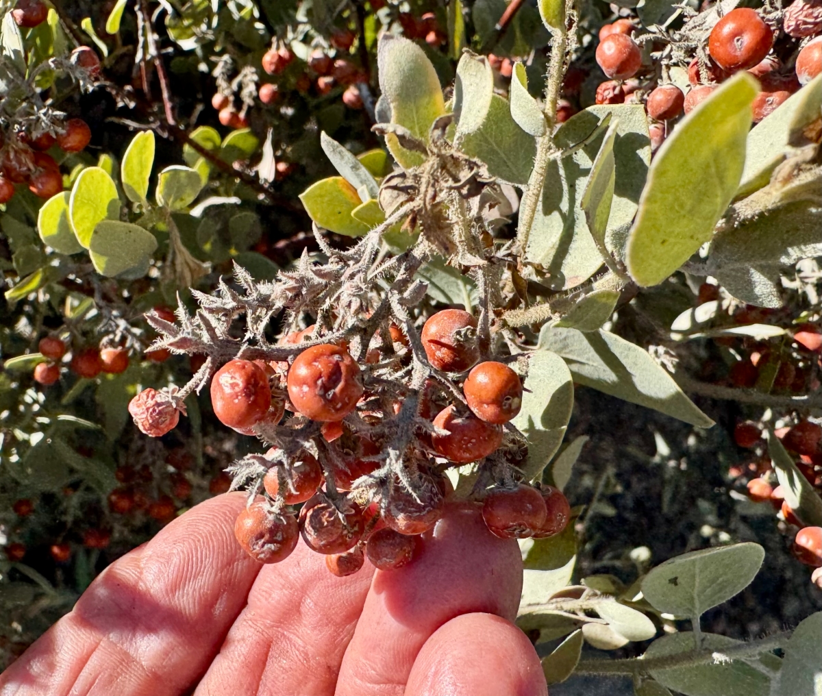 Arctostaphylos otayensis