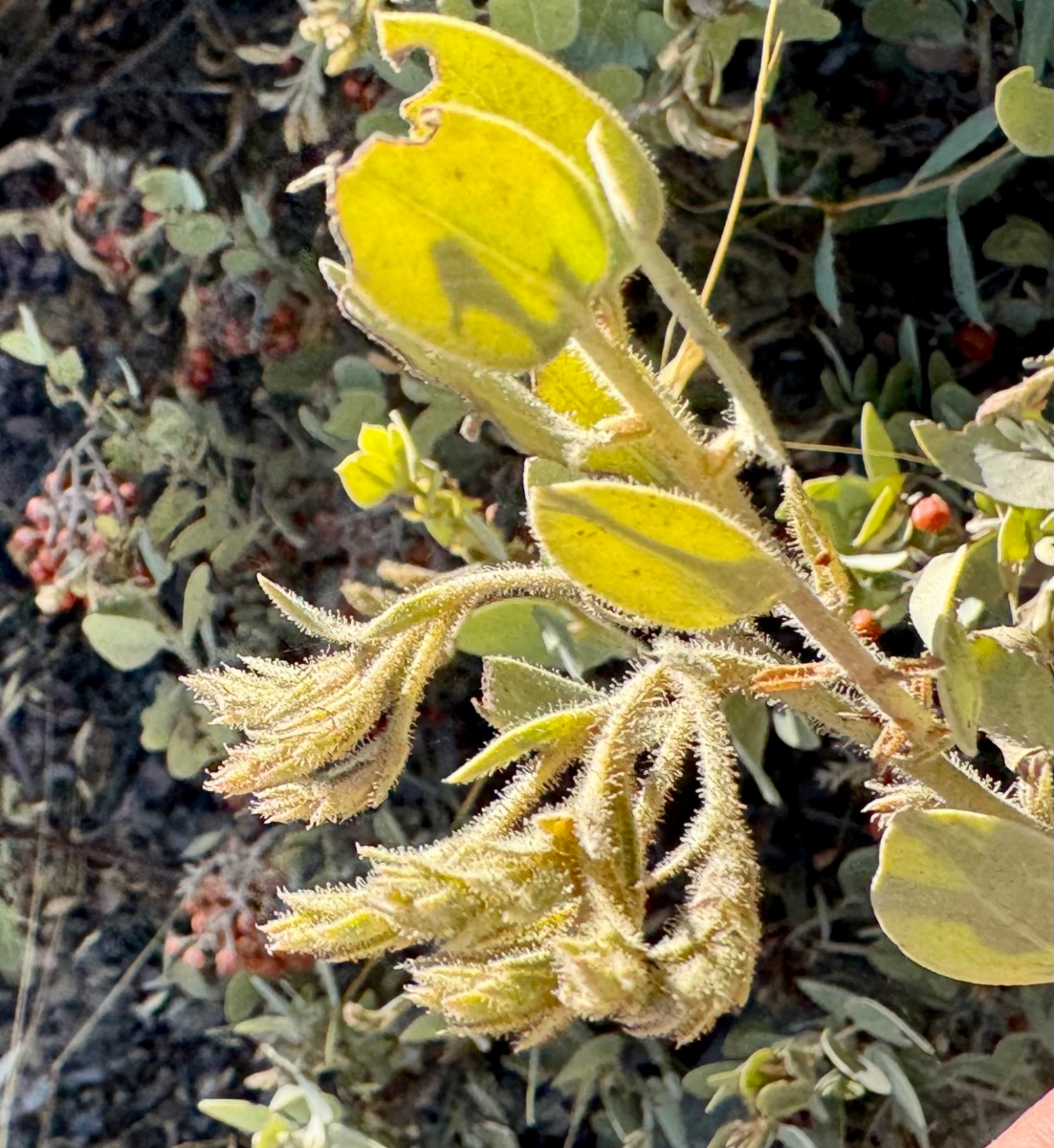 Arctostaphylos otayensis