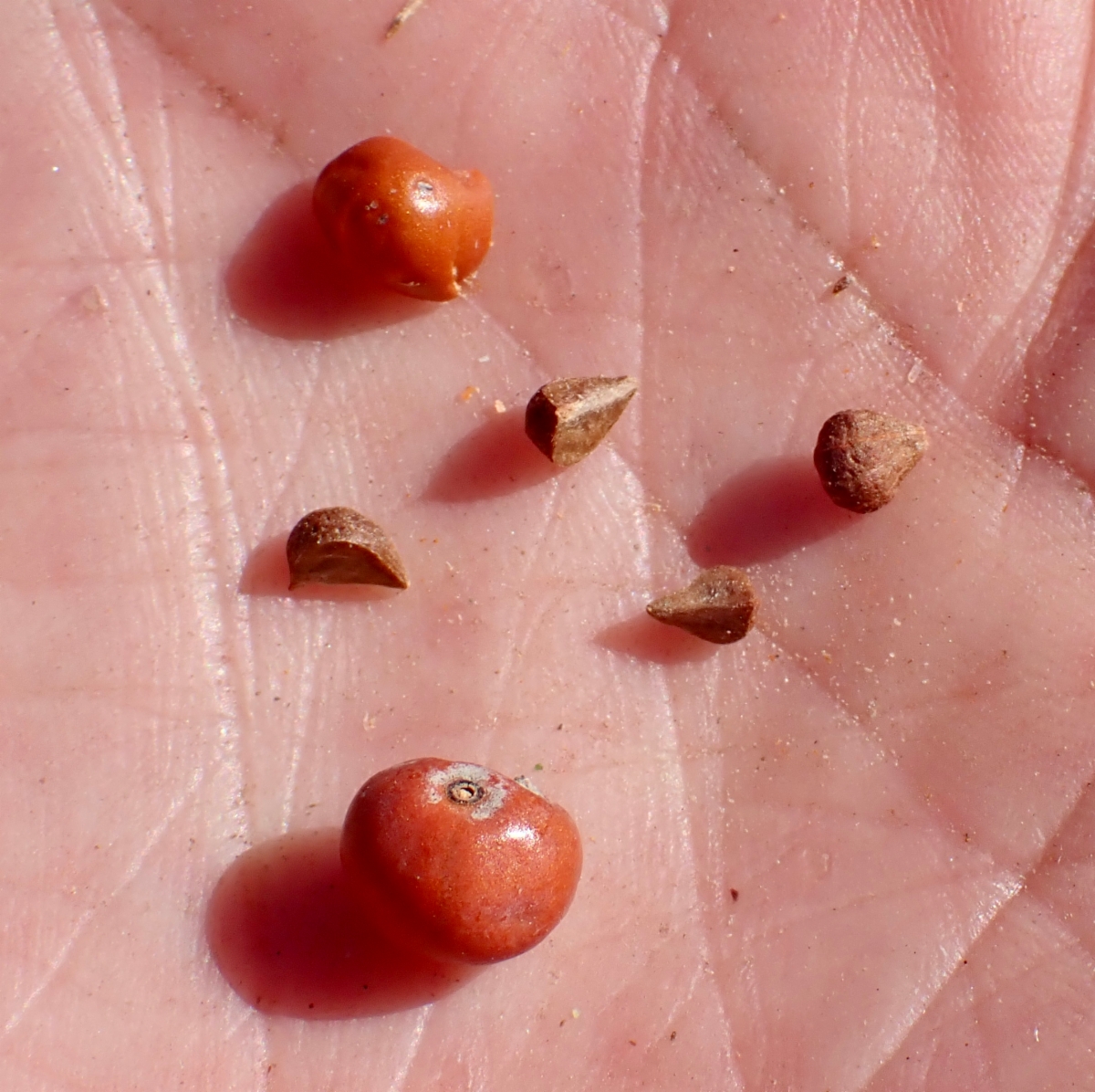 Arctostaphylos otayensis