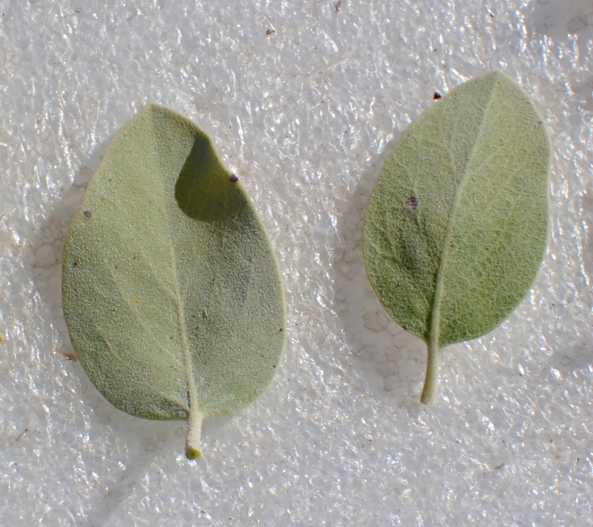 Arctostaphylos otayensis